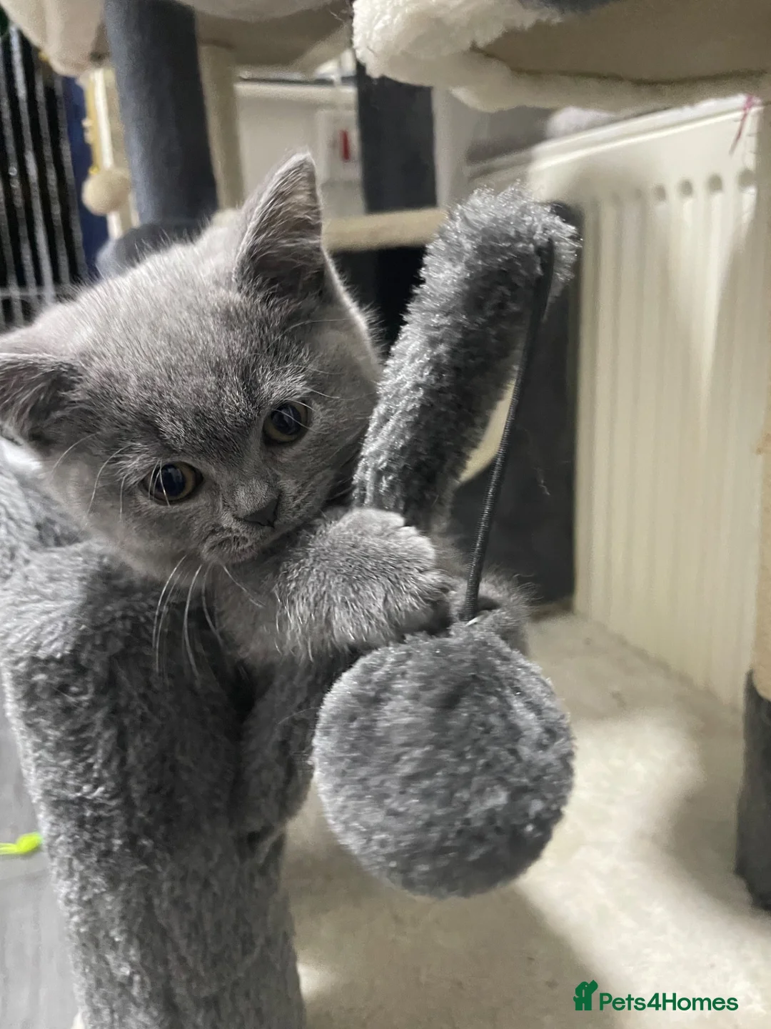 British Shorthair cats for sale: British shorthair blue female  - Advert 2