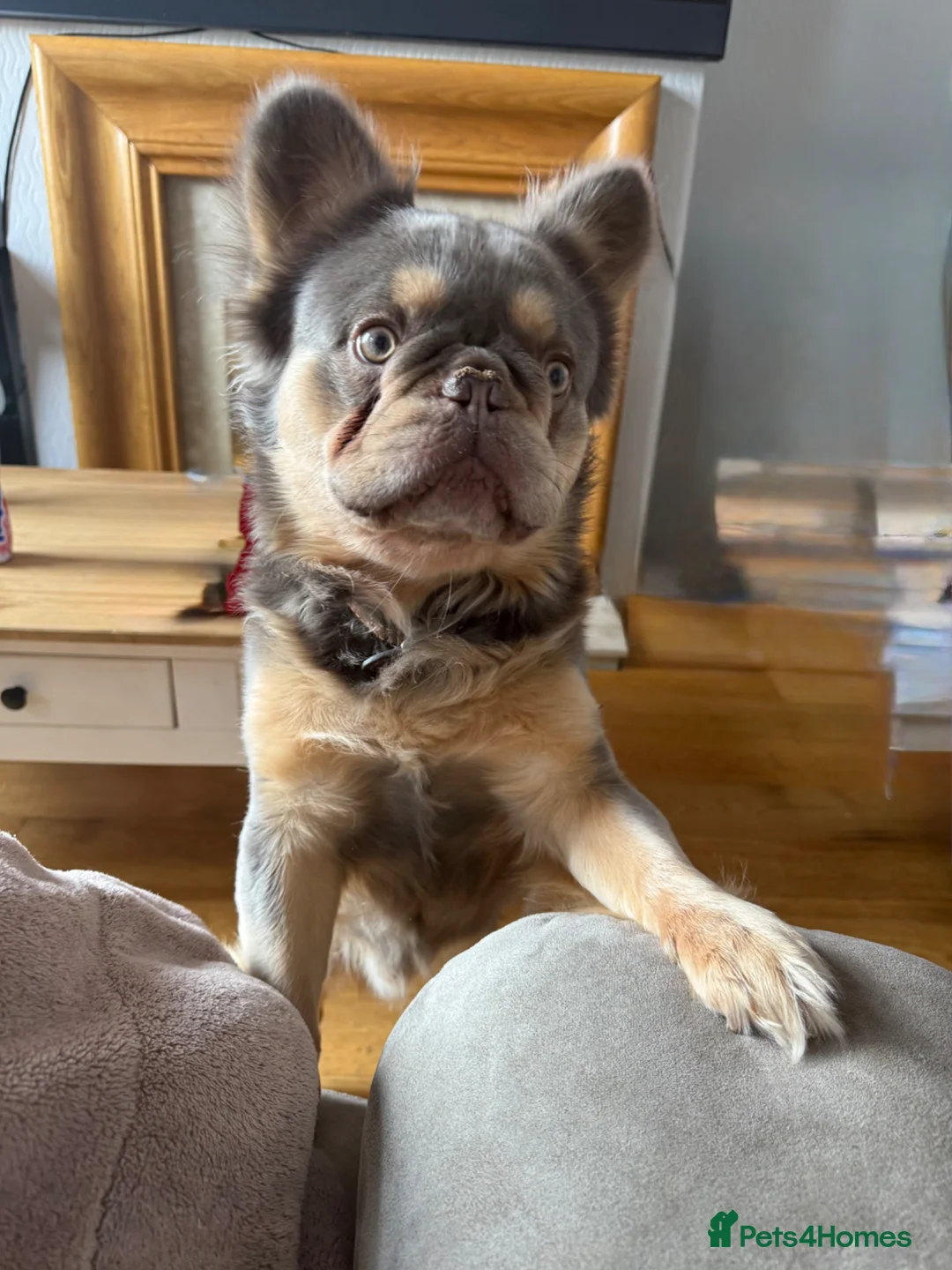 French Bulldog dogs for sale: Male for sale  in Barnsley - Advert 2