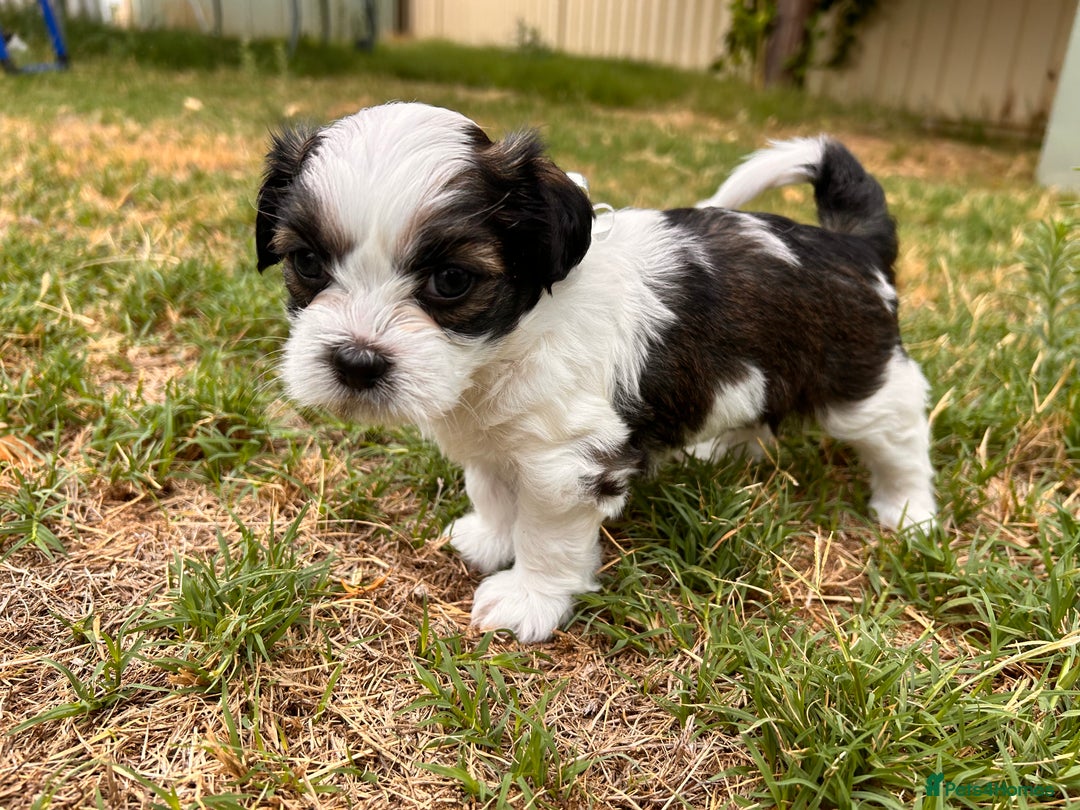 Shih Tzu dogs for sale: Shih Tzu puppy ready for you and your family - Image 3