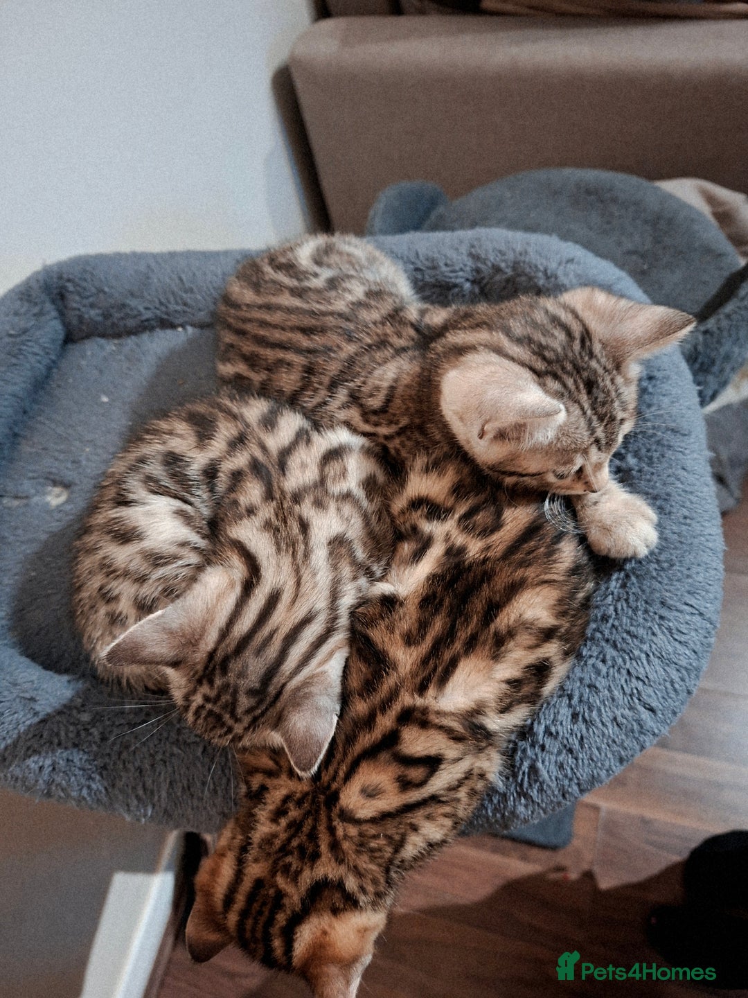 Bengal cats for sale: Four gorgeous Bengal kittens: snow, brown, silver - Advert 7