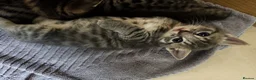 Mixed Breed cats for sale: 4 Beautiful Male Kittens Ready 15th May - Advert 9