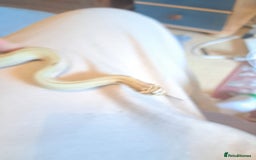 Snake reptiles for sale: Western hognose superconda with viv - Image 2