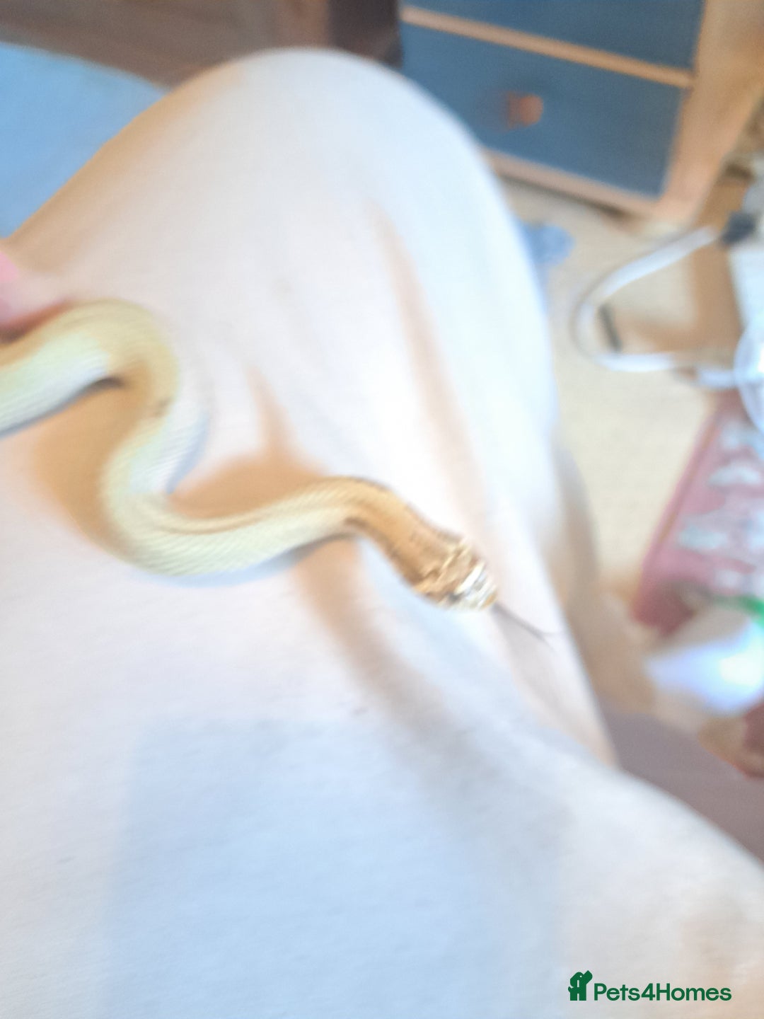 Snake reptiles for sale: Western hognose superconda with viv - Image 2
