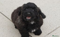 Poochon dogs for sale: F1 Poochon puppy for sale - Image 6
