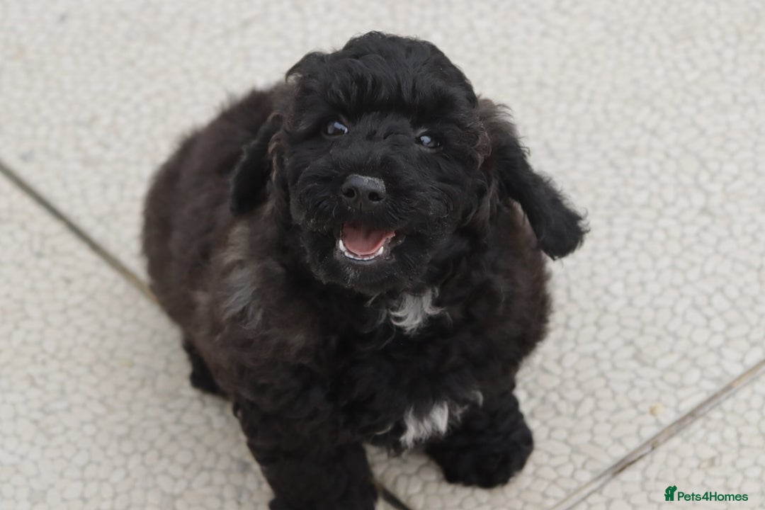 Poochon dogs for sale: F1 Poochon puppy for sale - Image 6