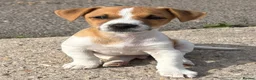 Jack Russell dogs for sale: Traditional short-legged Jack Russell puppies. - Advert 4