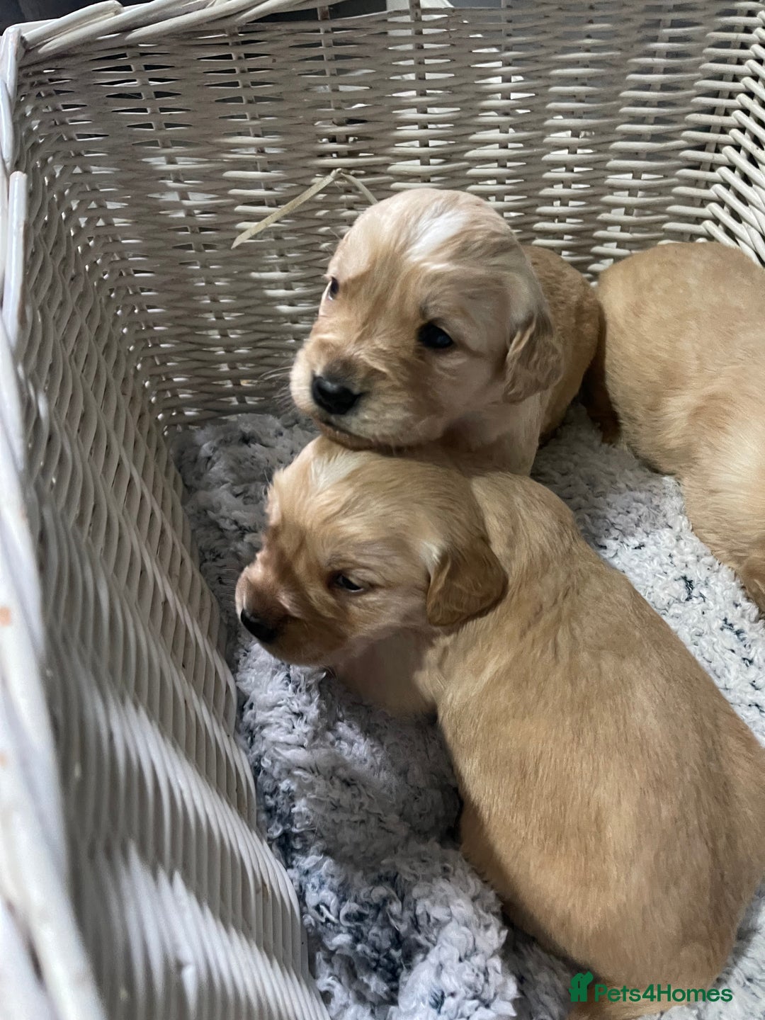 Golden Retriever dogs for sale: KC golden retriever puppies - Advert 1