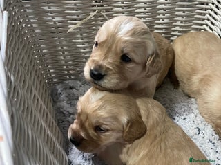 Golden Retriever dogs KC golden retriever puppies - Advert 1