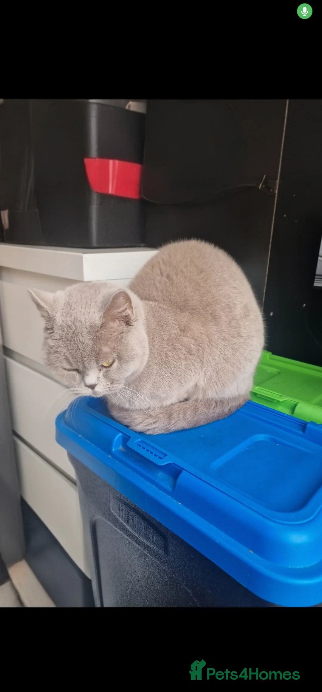 British Shorthair cats for sale: Lilac British Short-haired not neutered  in Blackburn - Advert 2