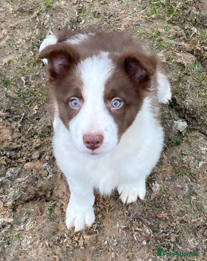 Border Collie dogs Border Collie Chocolate/Red & White Puppy - Advert 4