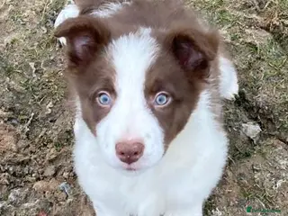 Border Collie dogs Border Collie Chocolate/Red & White Puppy - Advert 3