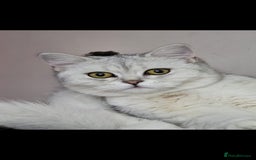 British Shorthair cats for sale: Last handsome siver boy available - Image 8