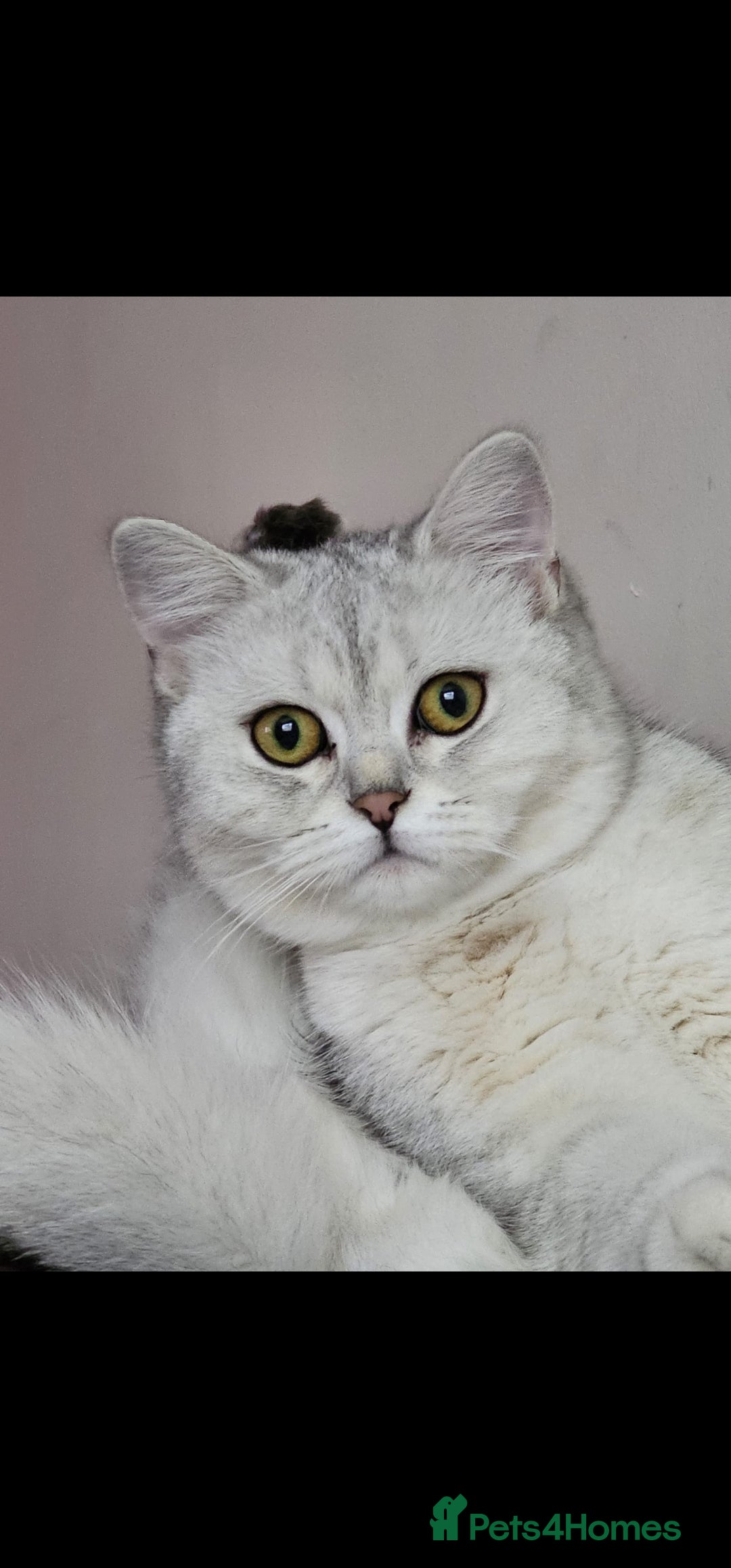 British Shorthair cats for sale: Last handsome siver boy available - Image 8