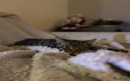 Domestic Shorthair cats for sale: quincy  - Image 7