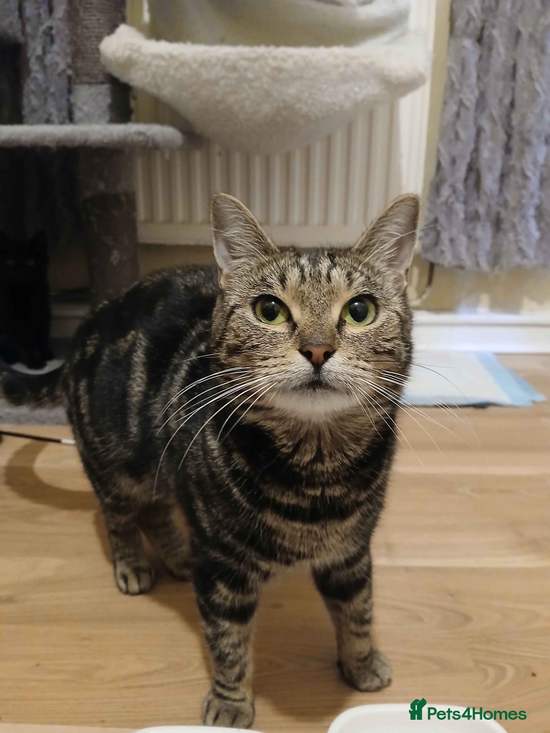 Domestic Shorthair cats for adoption: ADOPTION: Mischief - Advert 2