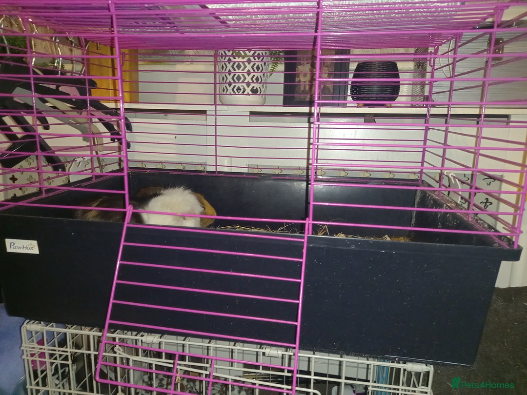 Tan rabbits for sale: 2 Female guinea pigs - Image 1