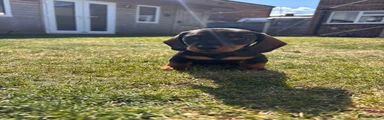 Miniature Dachshund Puppy 4