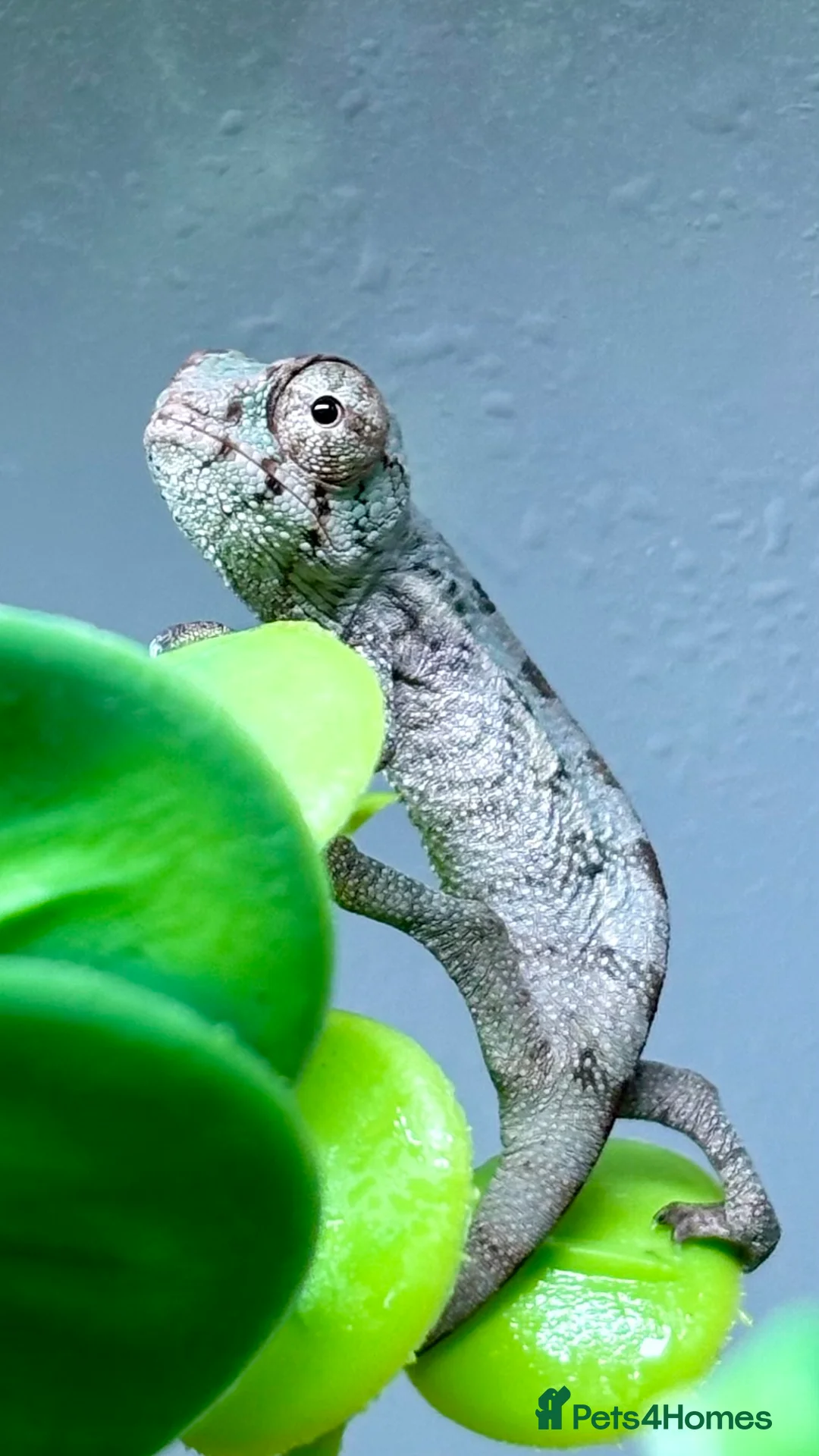 Chameleon reptiles for sale: Hatchling panther chameleons  - Advert 1