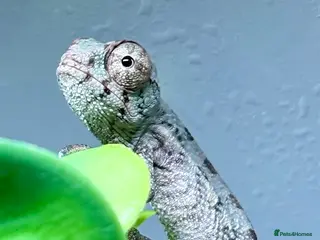 Chameleon reptiles Hatchling panther chameleons - Advert 1