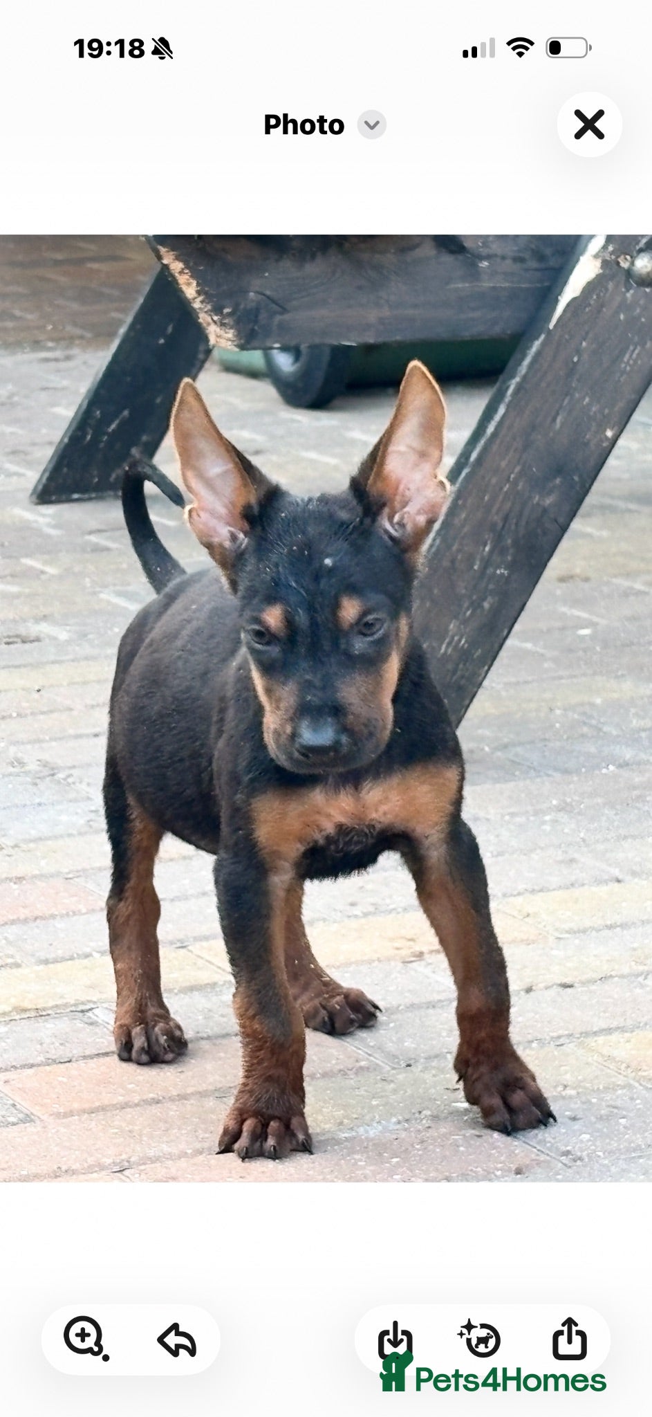 Chinese Red Dog dogs CHINESE RED DOG ** - Advert 2