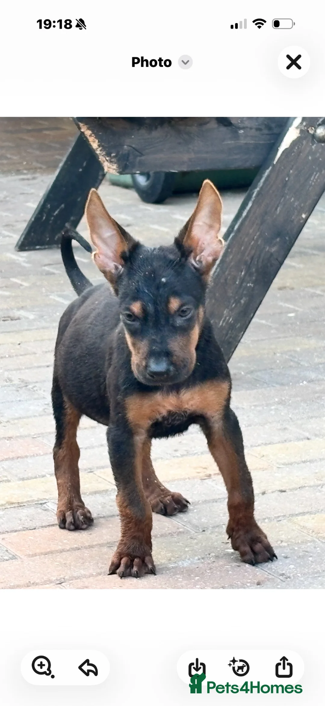 Chinese Red Dog dogs for sale: CHINESE RED DOG ** - Advert 2