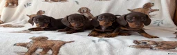 Dachshund dogs for sale: Dachshund puppies for sale  in Basildon - Advert 16
