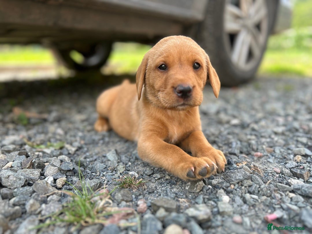 Labrador Retriever dogs for stud: Dark Fox Red KC fox red Labrador for Stud in Hereford - Image 25