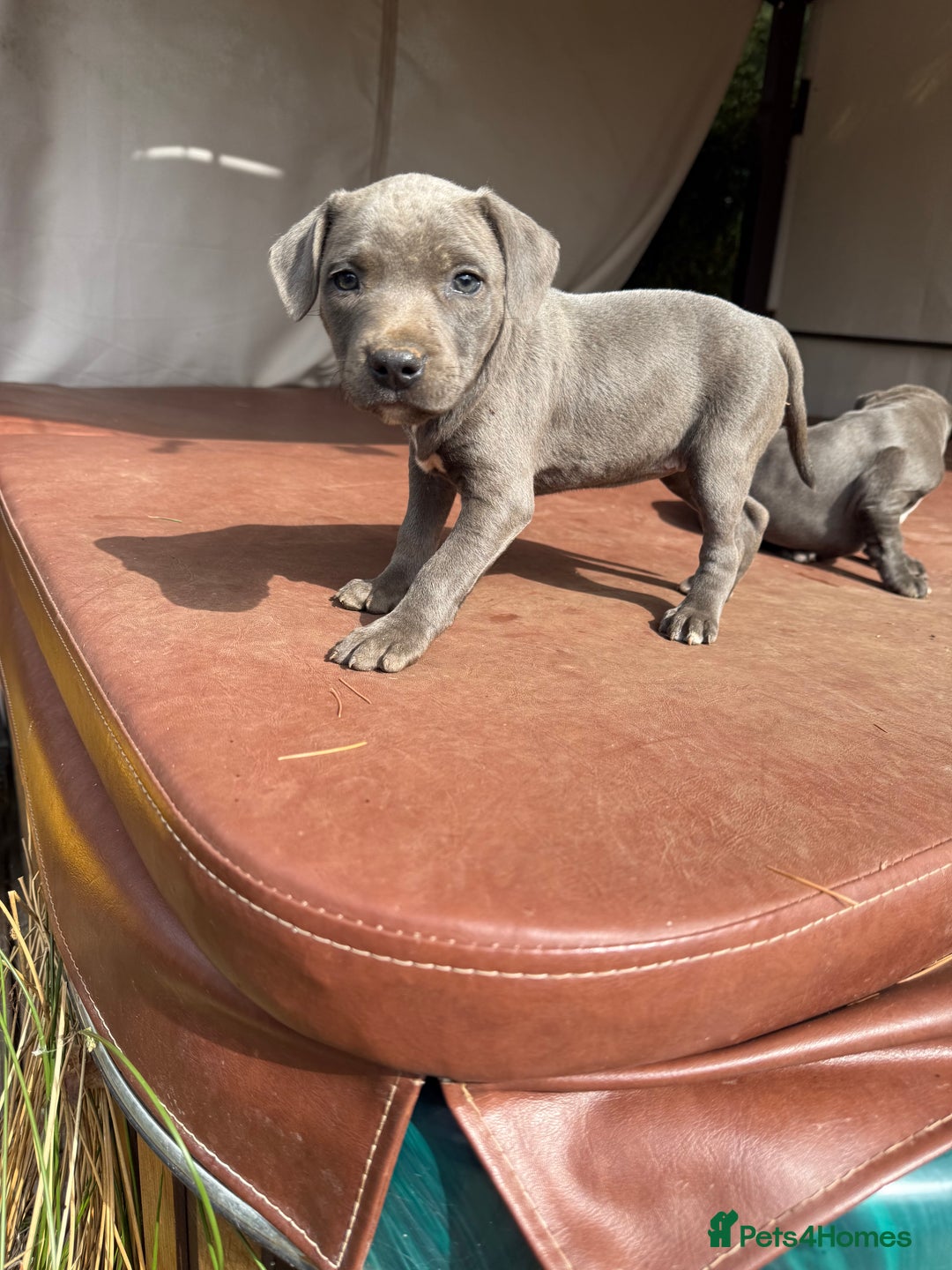 Staffordshire Bull Terrier dogs for sale: Blue Staffordshire puppies  - Image 8