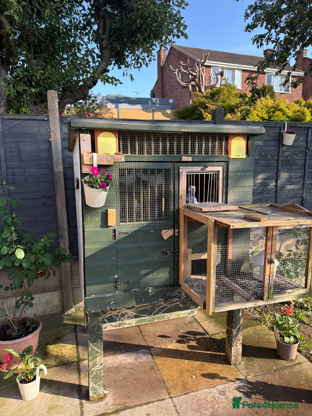 Mixed Breed birds for sale: Pigeons  in Birmingham - Advert 1