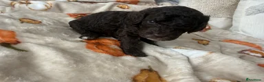 Cockapoo 2