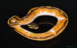 Python Snake reptiles for sale: Royal pythons/ball pythons  - Image 13