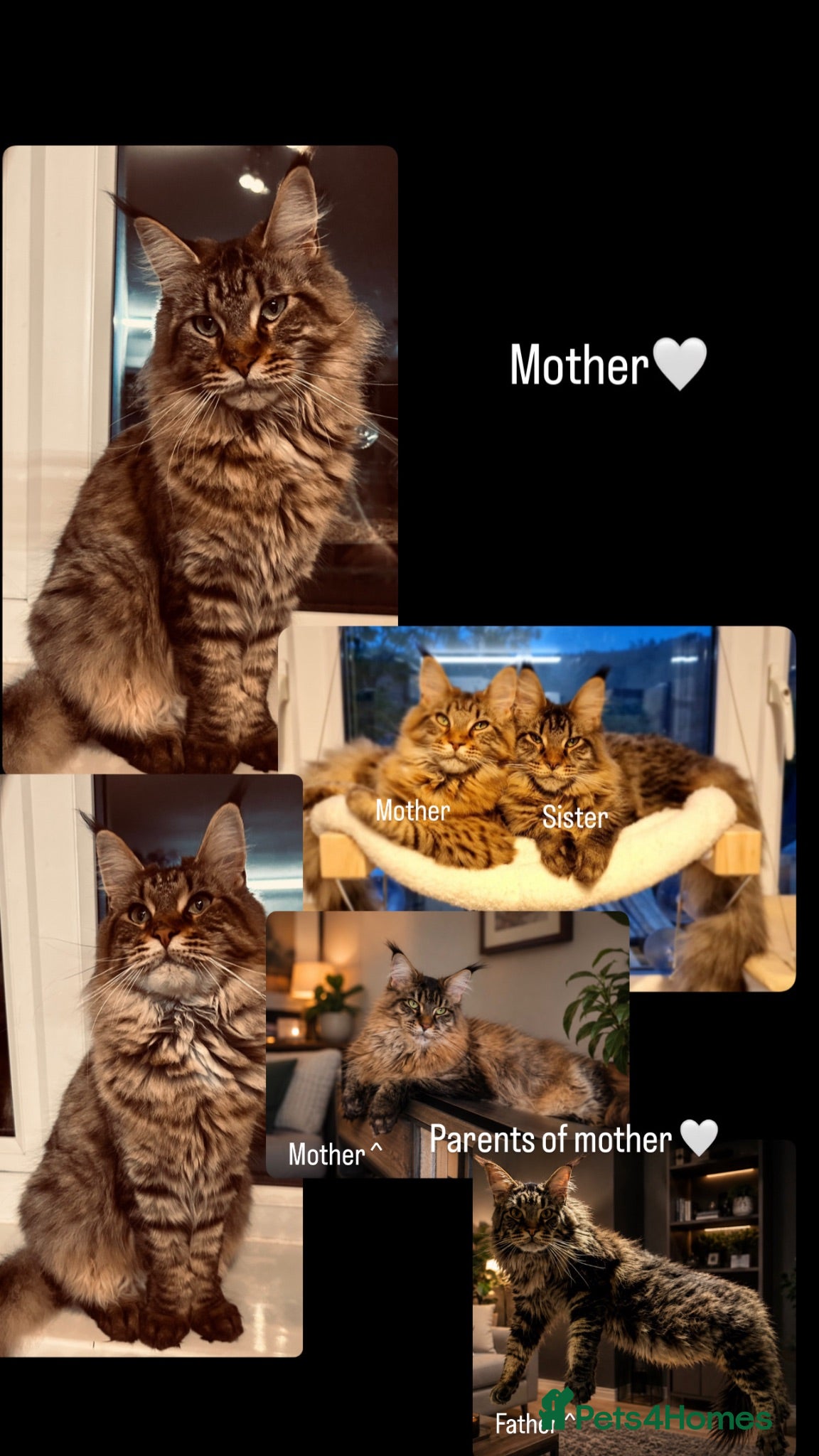 Maine Coon cats MAINECOON KITTENS🤍 - Advert 1
