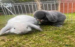 Mini Lion Lop rabbits for sale: Mini lop - Image 38