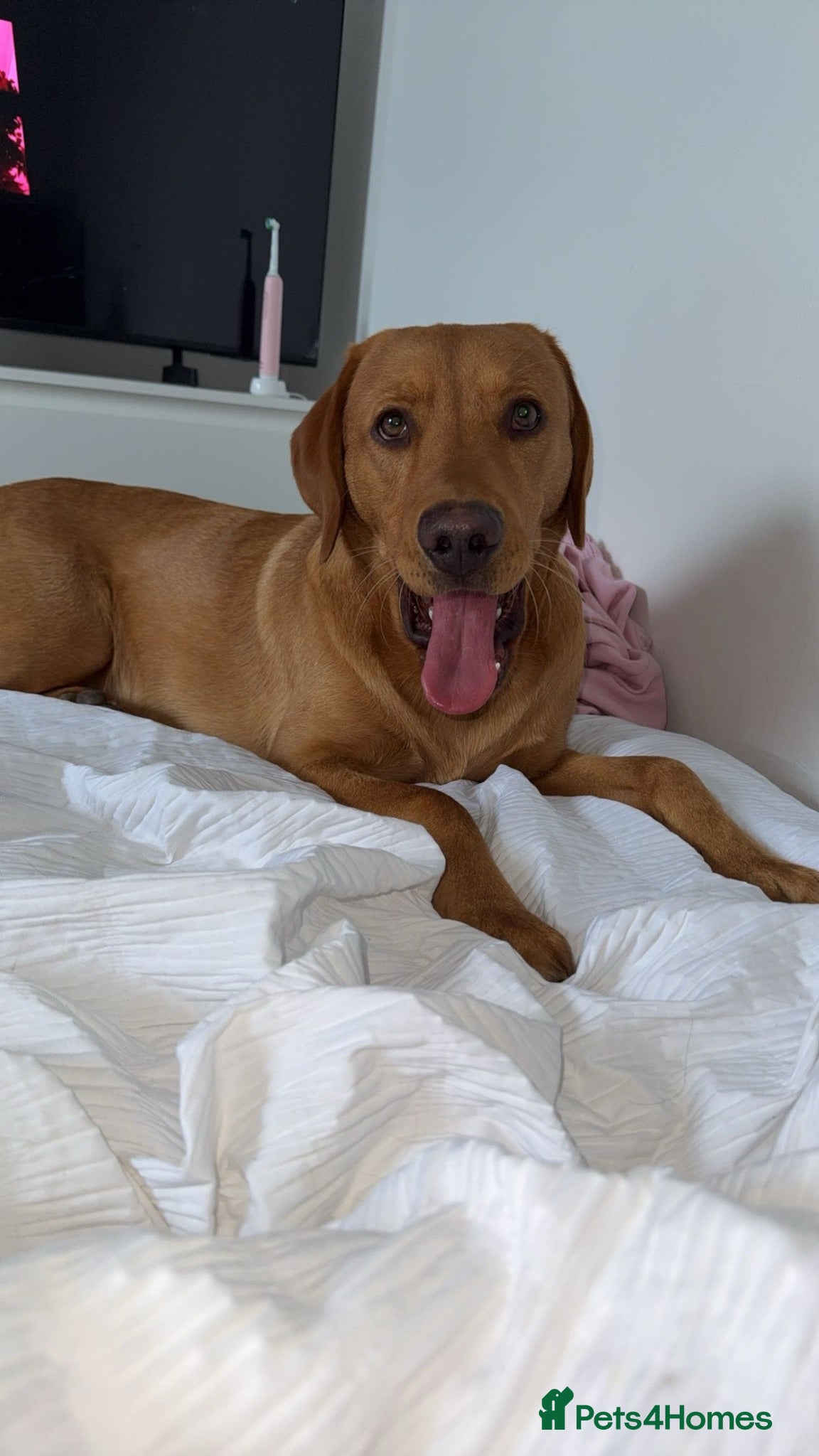 Labrador Retriever dogs Foxy Labrador  - Advert 6