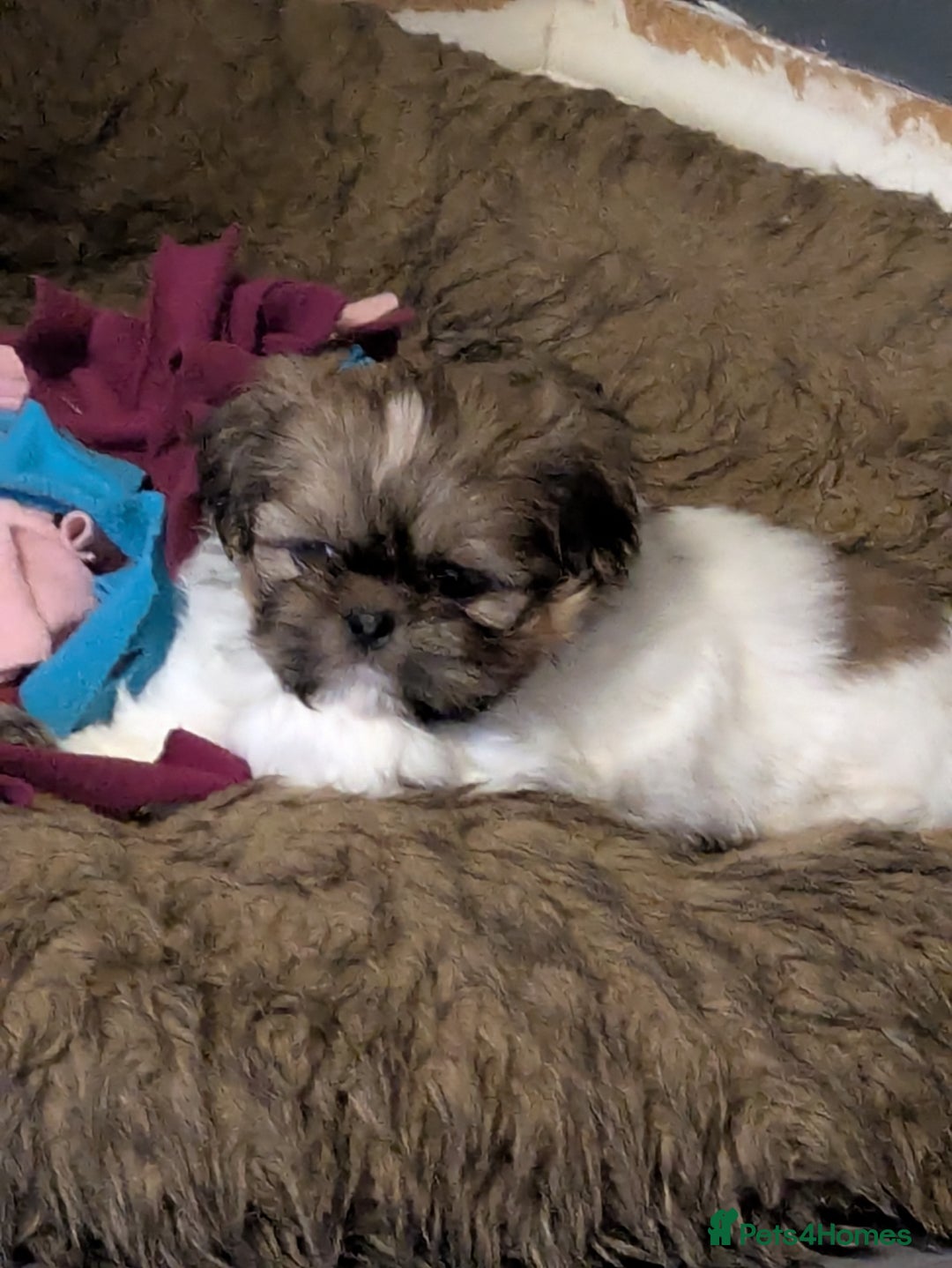 Shih Tzu dogs for sale: Stunning Shih Tzu boy - Image 1