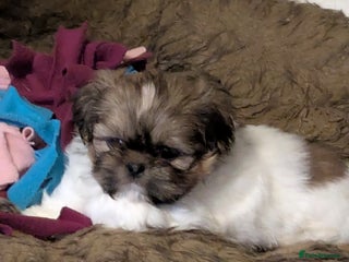 Shih Tzu dogs - Advert 10