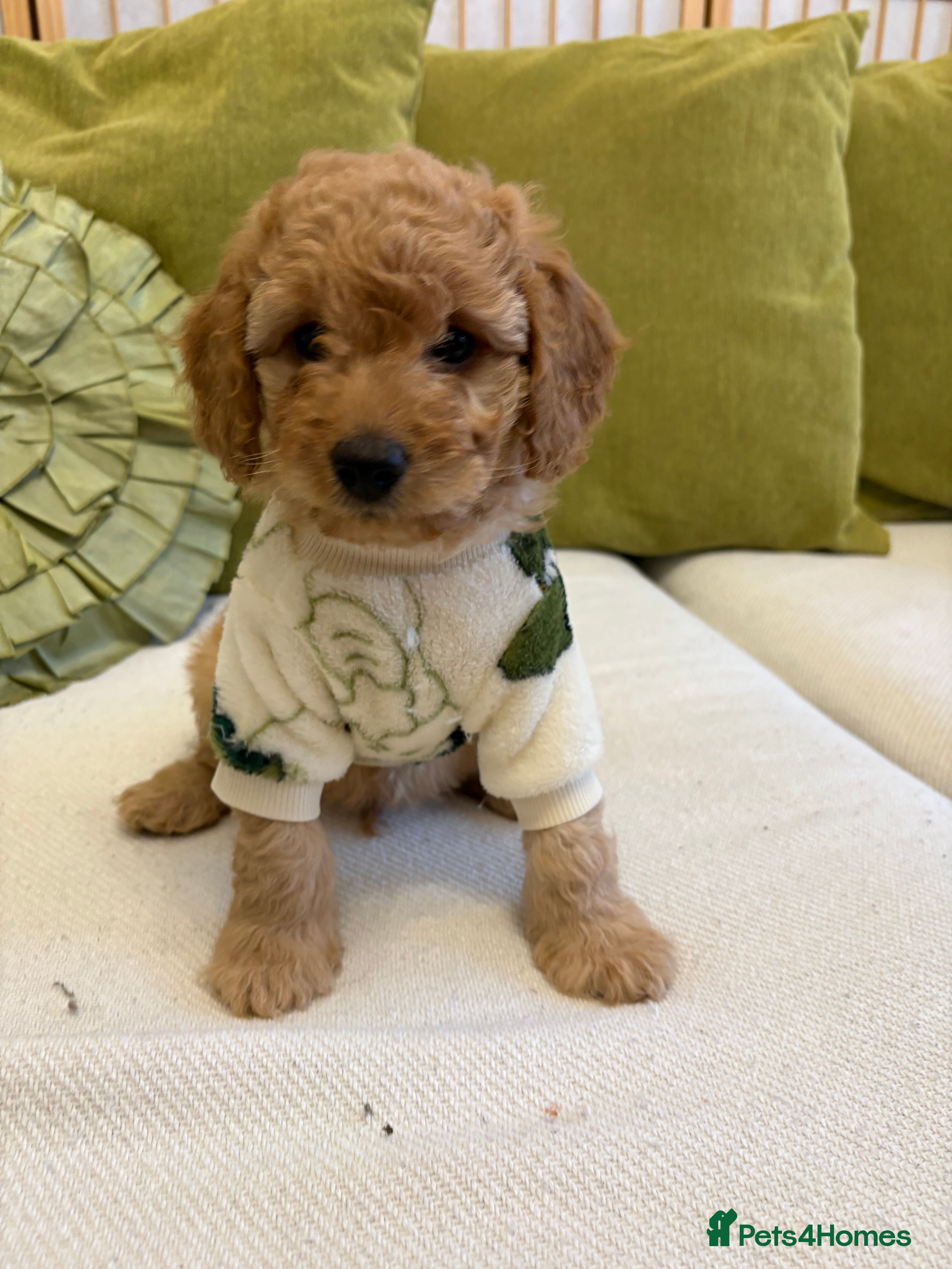 Cavapoo dogs 🌷🐾1 Cavapoo mixed with toy poodle left🐶 - Advert 15