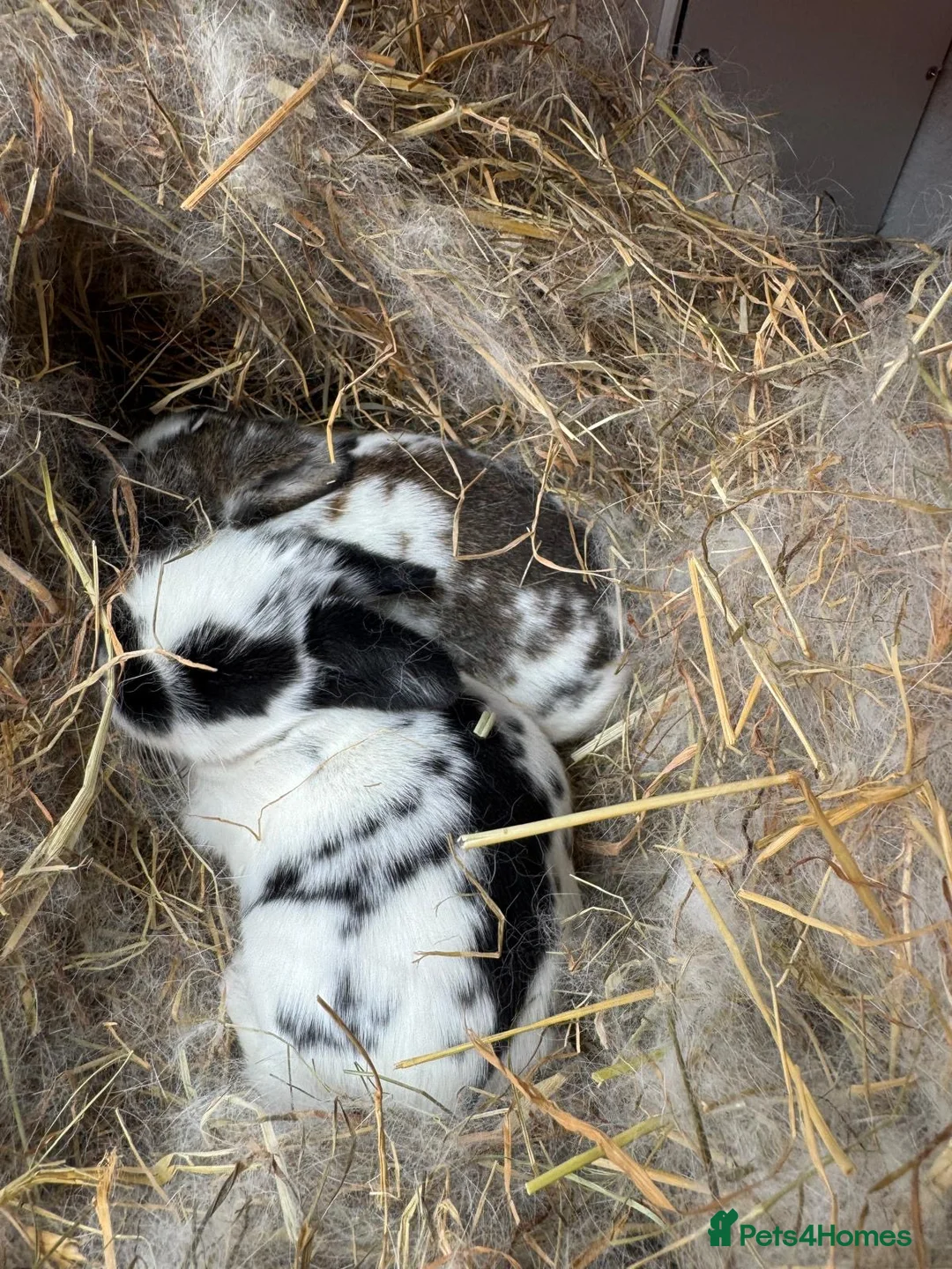 Mixed Breed rabbits for sale: Beautiful bunnies in Luton - Advert 1