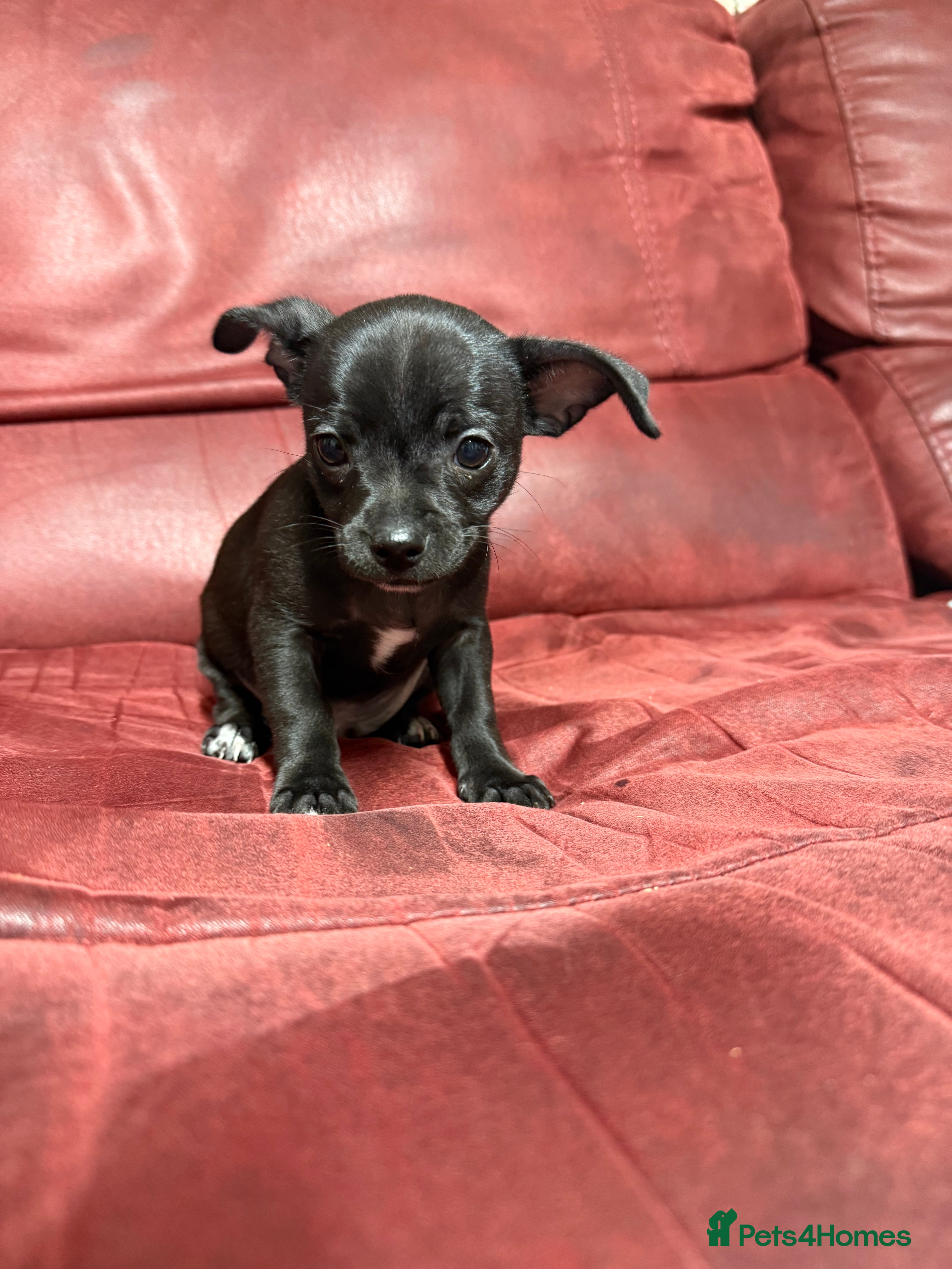 Chihuahua dogs Chihuahua Boys  - Advert 2