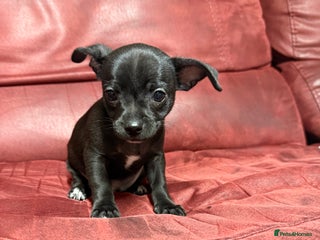 Chihuahua dogs Chihuahua Boys - Advert 15