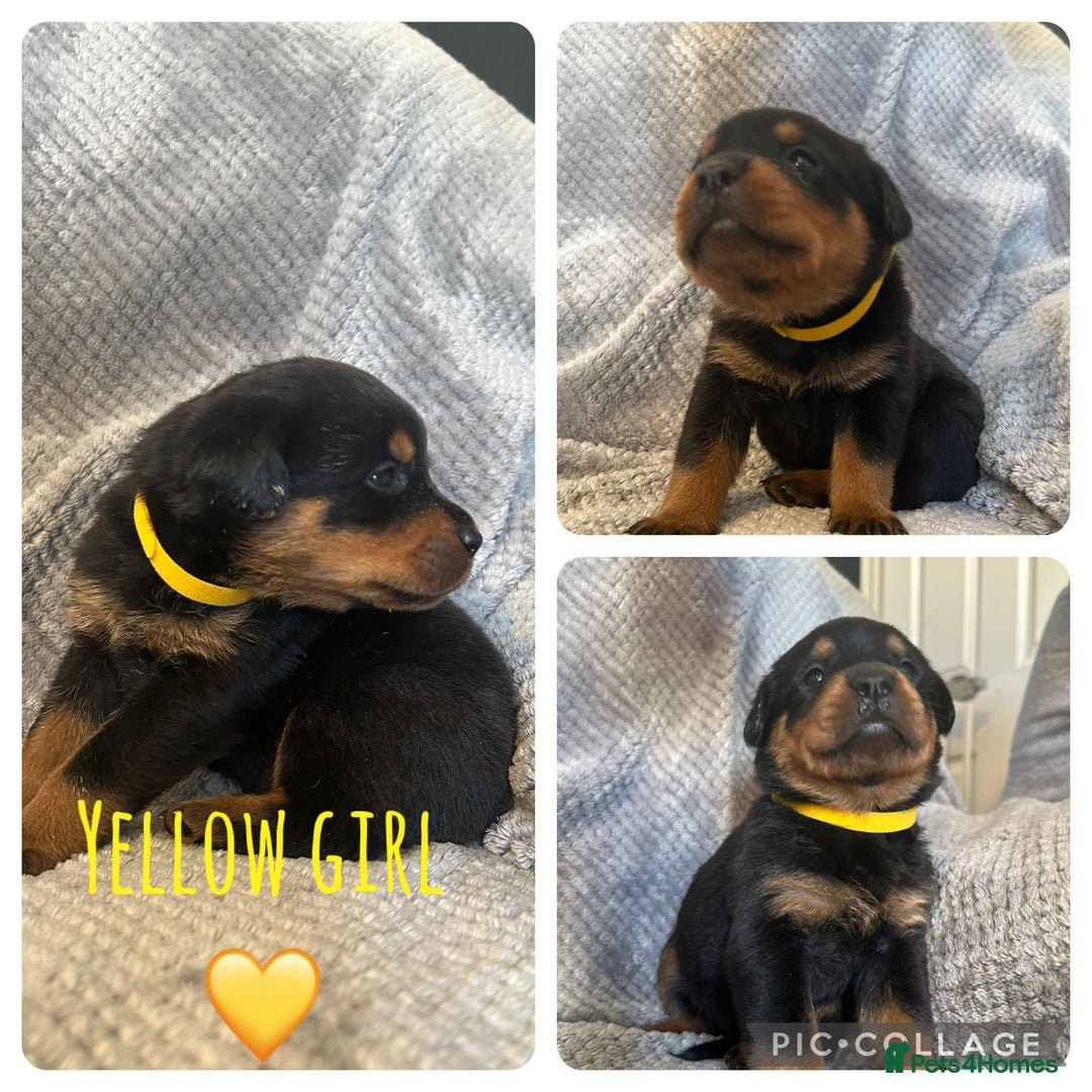 Rottweiler dogs for sale: Rottweiler puppies  - Advert 3