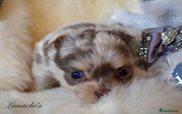 Chihuahua dogs for sale: Stunning long coat chihuahua puppies - Image 21