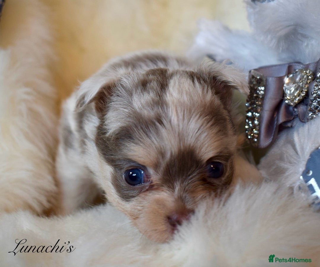 Chihuahua dogs for sale: Stunning long coat chihuahua puppies - Image 21