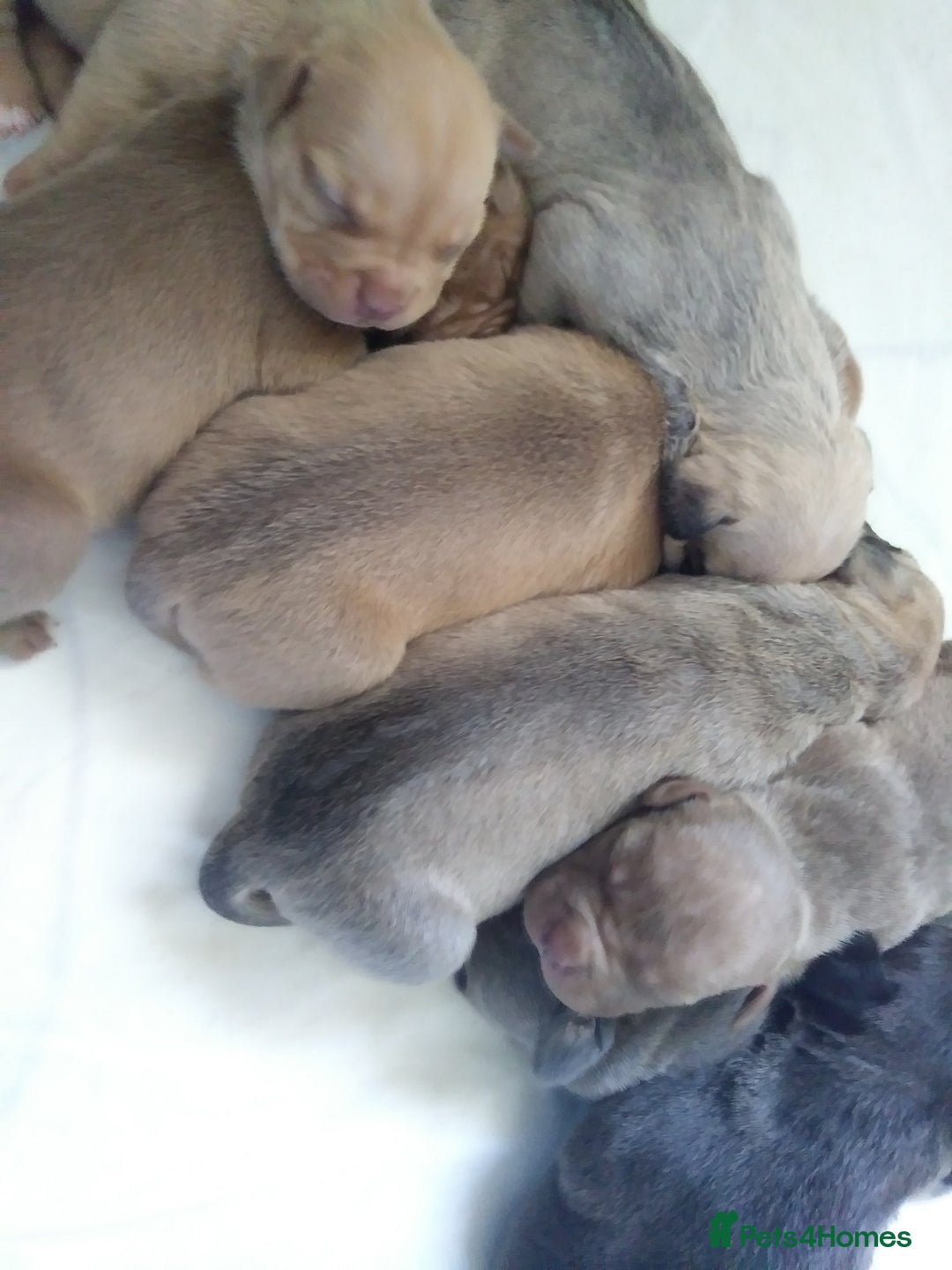 Mixed Breed dogs for sale: 4 beautiful pocket bully/mixed - Image 20