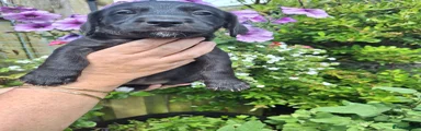 Mixed Breed 2