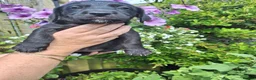Mixed Breed dogs for sale: Beddy/jacks  in Girvan - Advert 9