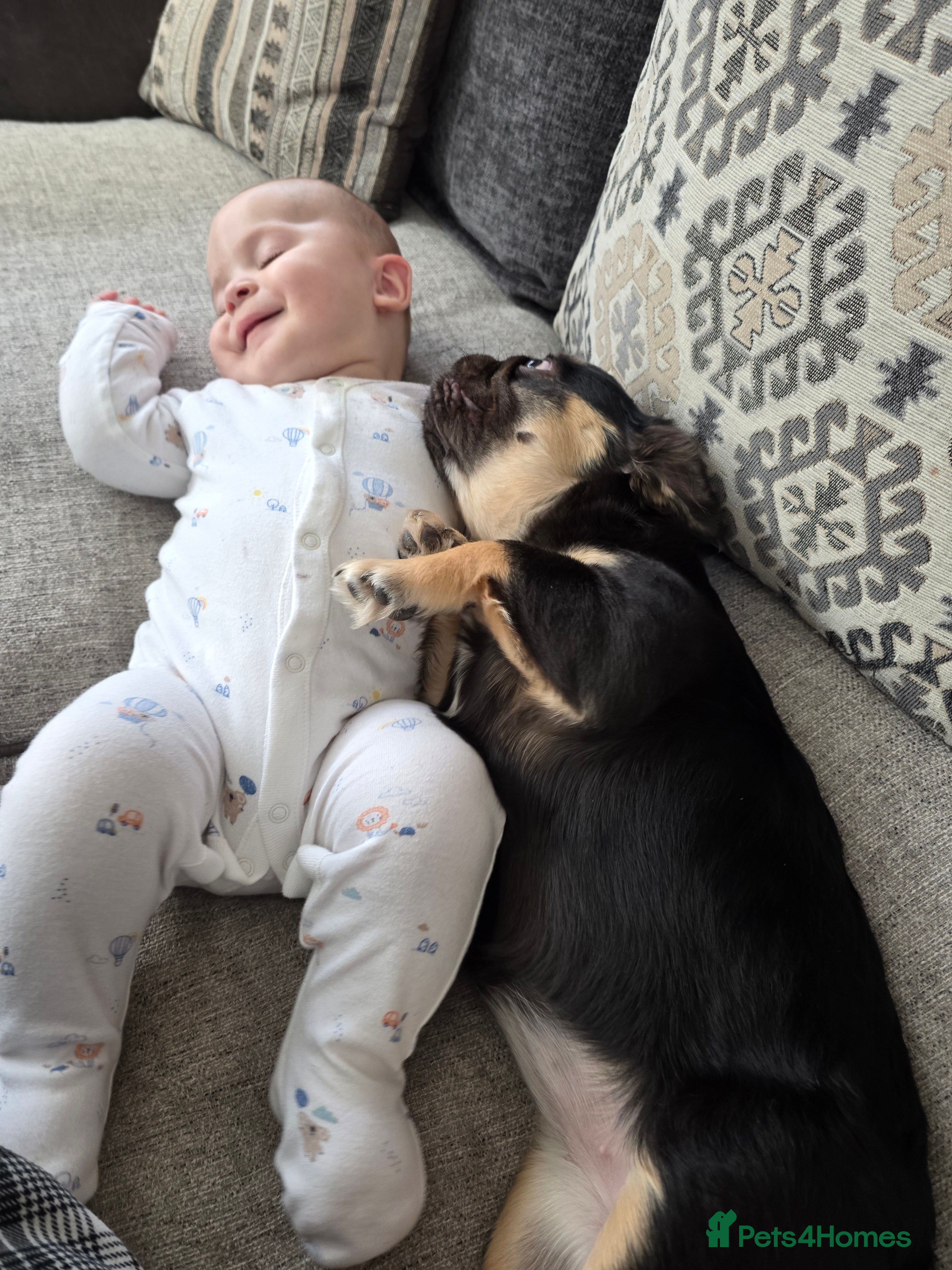 French Bulldog dogs for sale: Fluffy french bulldog for sale  - Advert 1