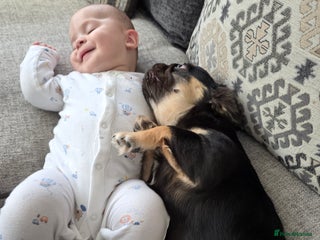 French Bulldog dogs Fluffy french bulldog for sale - Advert 1