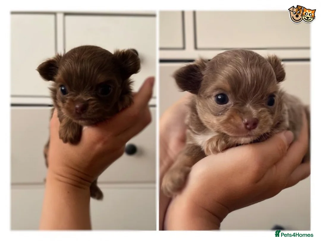 Chihuahua dogs for stud: Lilac and tan Russian import stud dog DNA tested in Rotherham - Advert 32