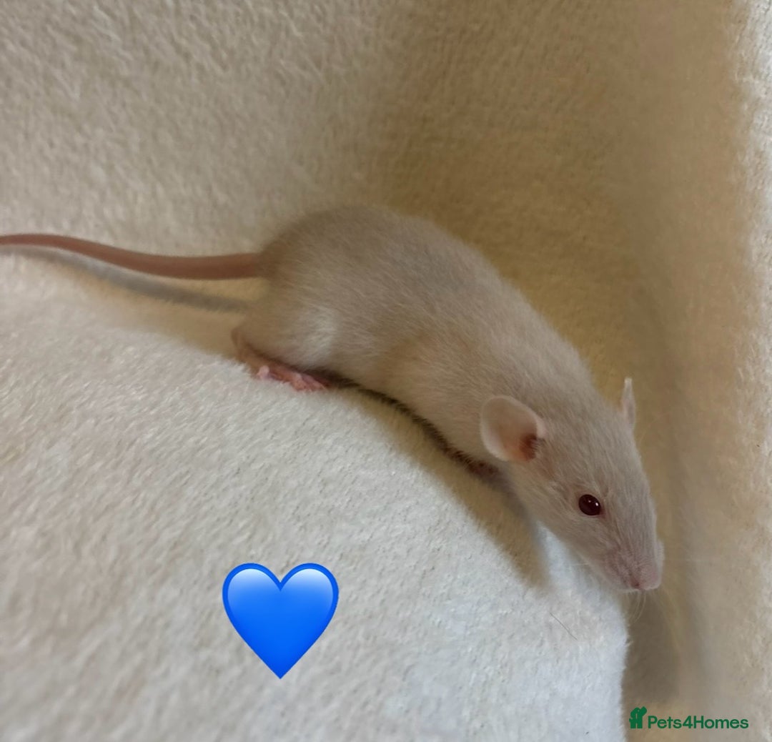 Rat rodents for sale: Baby Dumbo rats for sale - Advert 16